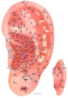 Ear Acupuncture